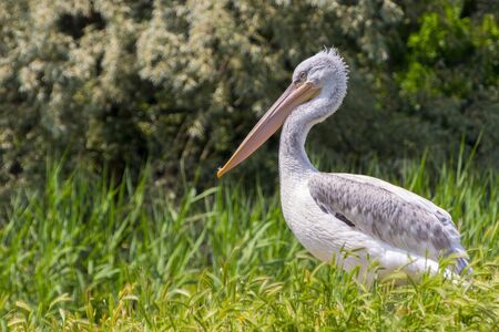 Dalmatian pelican - Pelecanus crispus - in the fieldの写真素材