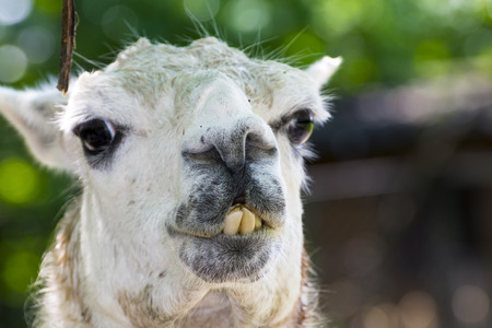 Adult llama - Lama glama - face is too closeの写真素材