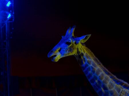 Giraffe in circusのeditorial素材