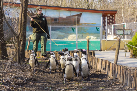 SZEGED, HUNGARY - MARCH 13. 2016 - Walking African penguins - Spheniscus demersus - in Szeged Zooのeditorial素材