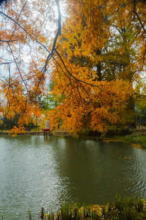 Leaves of bald cypressの写真素材