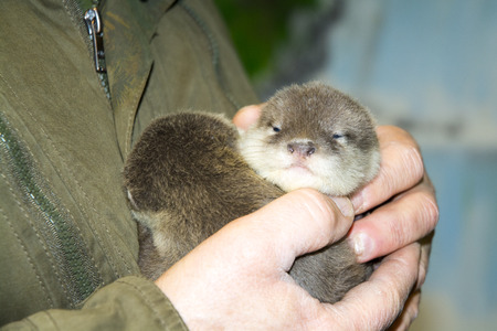Dwarf otter baby in handの写真素材