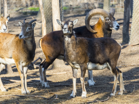 European mouflon maleの写真素材