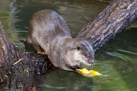 Asian small-clawed otterの写真素材