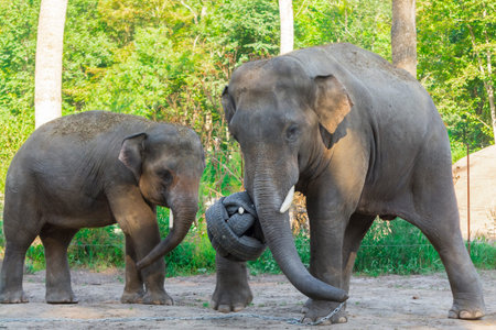 Asian elephant bulls are playing with a ballの写真素材