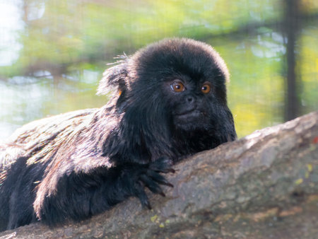 Goeldi's marmoset or Callimico goeldii on a tree branch