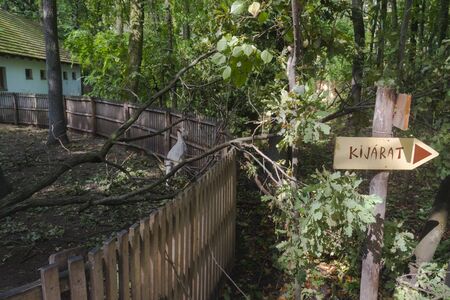 Szeged Zoo after the heavy storm in 2019のeditorial素材
