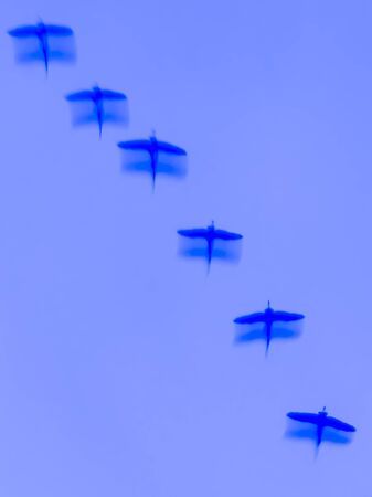 Cranes Grus grus are flying together to the night place in Hungaryの写真素材