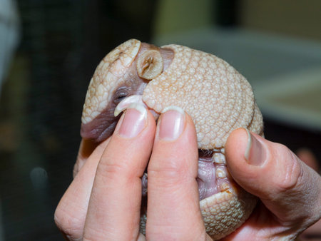 Baby southern three-banded armadillo in a hand