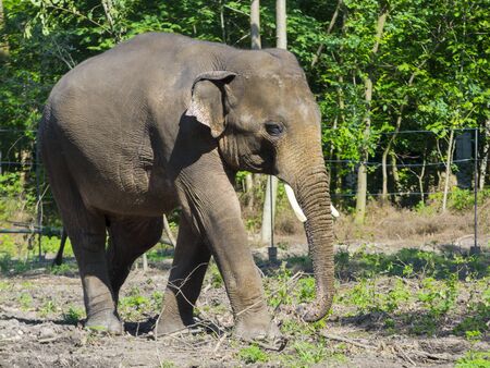 Asian elephant Elephas maximus is walking in a forest enclosureの写真素材