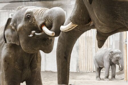 Asian elephant bulls, its scientific name is Elephas maximusの写真素材
