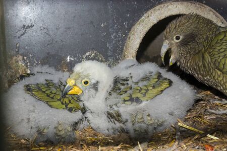 Kea nestlings, its scientific name is Nestor notabilisの写真素材