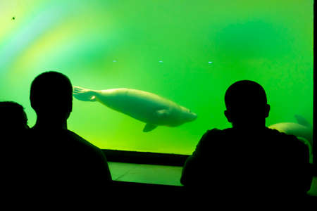 PECS, HUNGARY - MAY 20. 2016: exhibit of harbour seals with visitors in the reopened Pecs Zooのeditorial素材