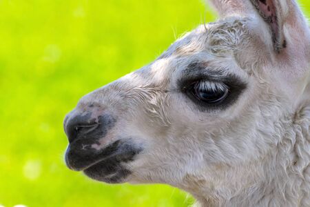 Portrait of a young white llama foalの写真素材