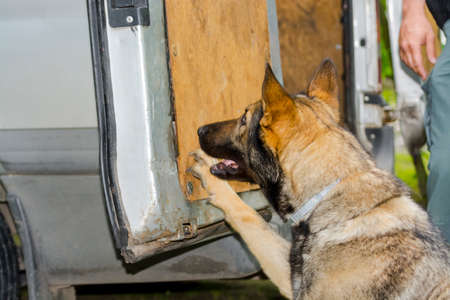 SZEGED, HUNGARY - JUNE 07. 2016 - Sniffer dog presentation of the National Tax and Customs Administration of Hungary NAV in Szeged Zooのeditorial素材