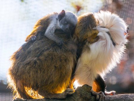 Pied tamarin with two babies on its back