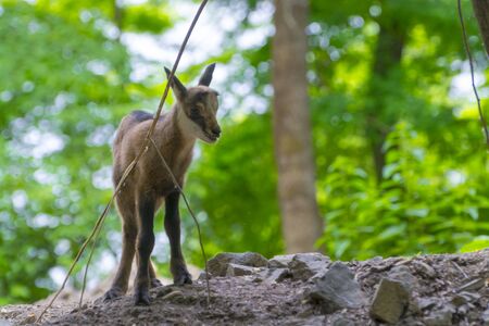 Baby Alpine chamois on a rocky hillの写真素材