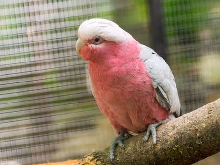 Galah, the rose cockatoo on a branch