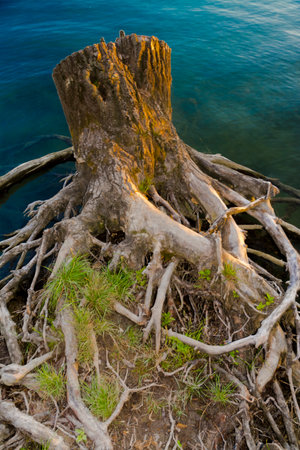 Cutted stump at the beach of lake Balatonの写真素材