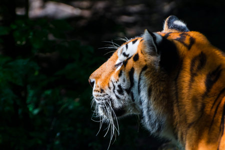 Summer portrait of a Siberian tiger in a forest