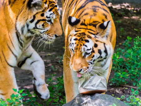Siberian tiger is eating and playing with a special ice cream