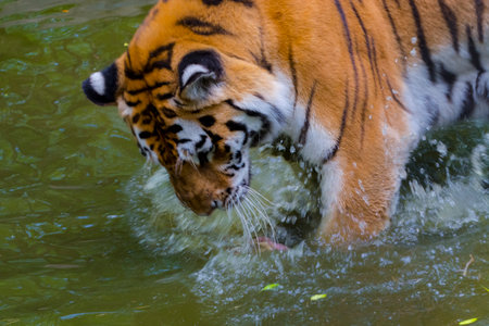 Siberian tiger is eating and playing with a special ice creamの写真素材