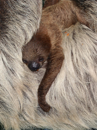 Southern or Linnaeus two-toed sloth, its scientific name is Choloepus didactylusの写真素材