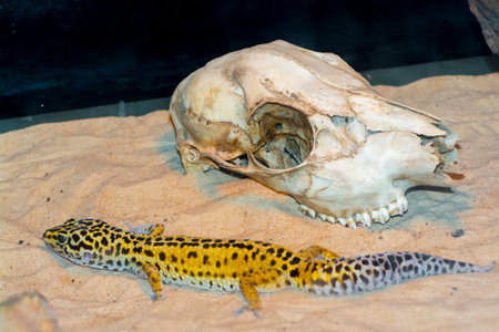 Common leopard gecko its scientific name is Eublepharis macularius
