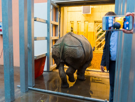 SZEGED, HUNGARY - OCTOBER 18. 2020: Szeged Zoo is receiving an Indian rhino from Chester Zooのeditorial素材
