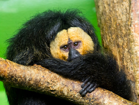 White-faced saki its scientific name is Pithecia pitheciaの写真素材