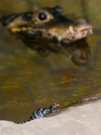 Dwarf crocodile, its scientific name is Osteolaemus tetraspis