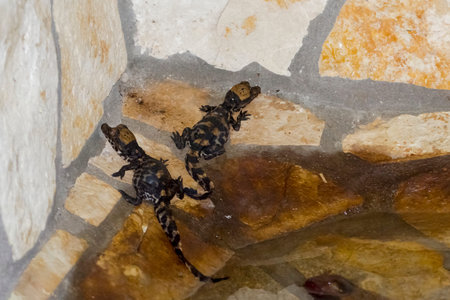 Dwarf crocodile, its scientific name is Osteolaemus tetraspis
