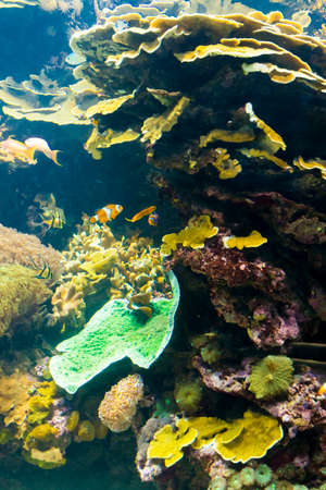 VALENCIA, SPAIN - SEPTEMBER 18. 2019: Coral exhibit in the Oceanagraphic Valenciaのeditorial素材