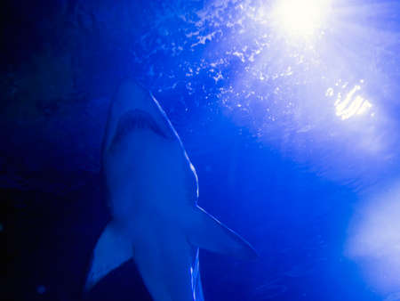 Sand tiger shark Carcharias taurus is swimming in the blue waterの写真素材