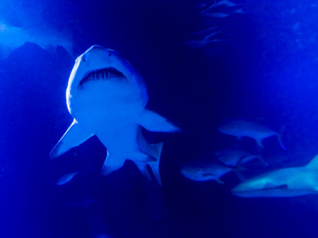 Sand tiger shark Carcharias taurus is swimming in the blue water