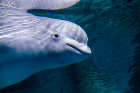 Beluga whale its scientific name is Delphinapterus leucasの写真素材