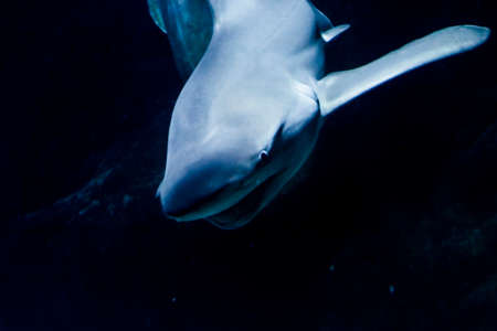 Backtip reef shark, its scientific name is Carcharhinus melanopterusの写真素材