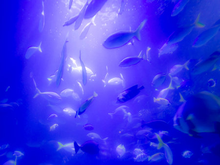 Crowd of marine fishes from below in a pool