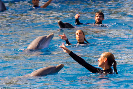 VALENCIA, SPAIN - SEPTEMBER 18, 2019: Dolphin show with common bottlenose dolphin in the Oceanographic Valenciaのeditorial素材