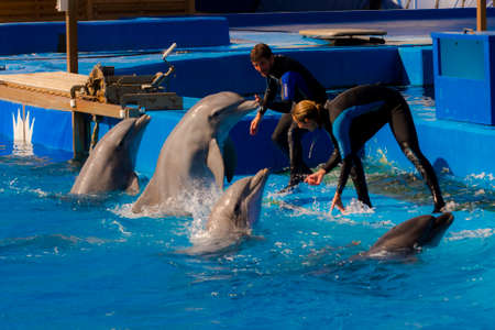 VALENCIA, SPAIN - SEPTEMBER 18, 2019: Dolphin show with common bottlenose dolphin in the Oceanographic Valenciaのeditorial素材