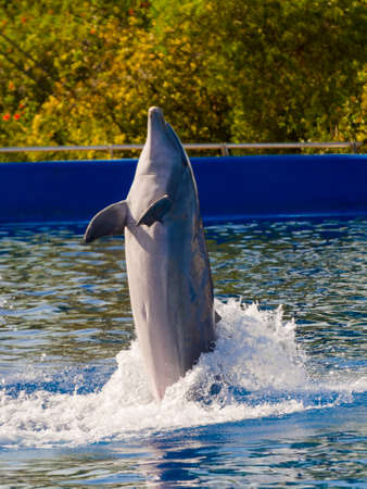VALENCIA, SPAIN - SEPTEMBER 18, 2019: Dolphin show with common bottlenose dolphin in the Oceanographic Valenciaのeditorial素材