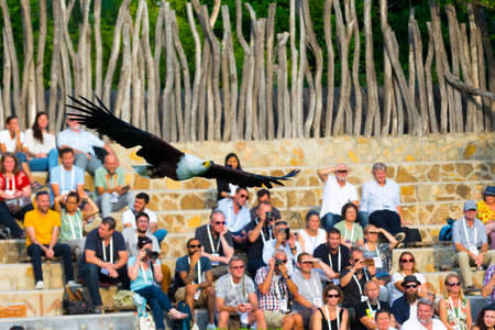 VALENCIA, SPAIN - SEPTEMBER 19. 2019: Animal show at Valencia Zoo with African fish eagleのeditorial素材