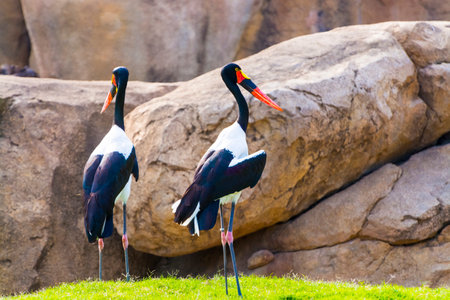Saddle-billed stork, its scientific name isl Ephippiorhynchus senegalensisの写真素材