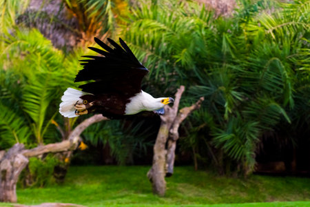 African fish eagle, its scientific name is Haliaeetus vociferの写真素材