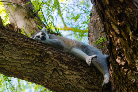 Ring-tailed lemur its scientific name is Lemur cattaの写真素材
