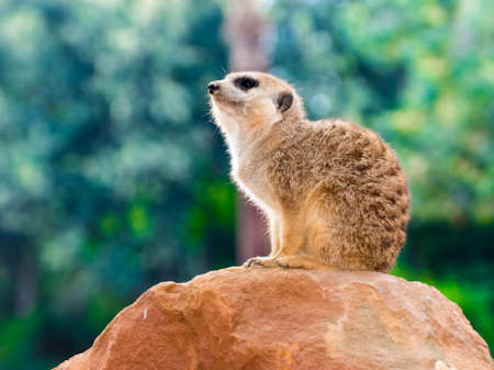 Meerkat or suricate, its scientific name is Suricata suricattaの写真素材