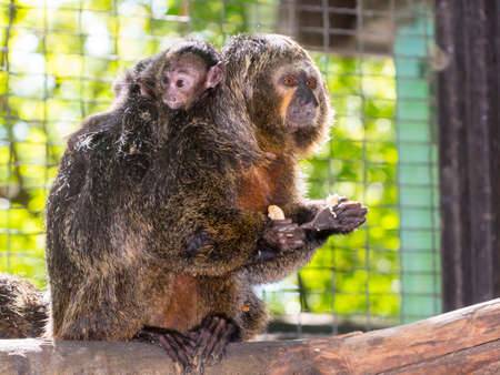 White-faced saki Pithecia pithecia mother and babyの写真素材