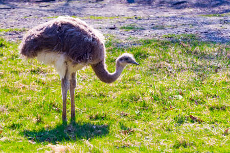 Lesser rhea, its scientific name is Rhea pennataの写真素材
