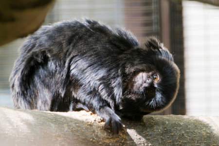 Goeldi s marmoset or Goeldi s monkey, its scientific name is Callimico goeldii