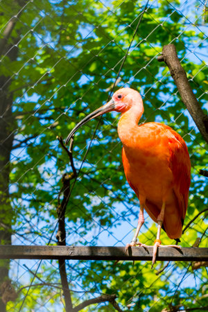 Scarlet ibis, its scientific name is Eudocimus ruber